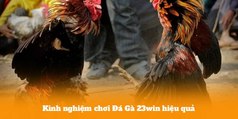 Kinh nghiệm chơi Đá Gà 23win hiệu quả