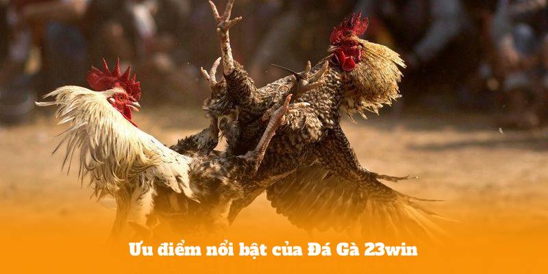 Ưu điểm nổi bật của Đá Gà 23win