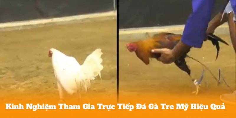 Trực Tiếp Đá Gà Tre Mỹ Là Gì
