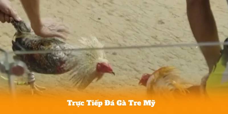 Trực Tiếp Đá Gà Tre Mỹ – Link Xem Nhanh, Không Giật Lag